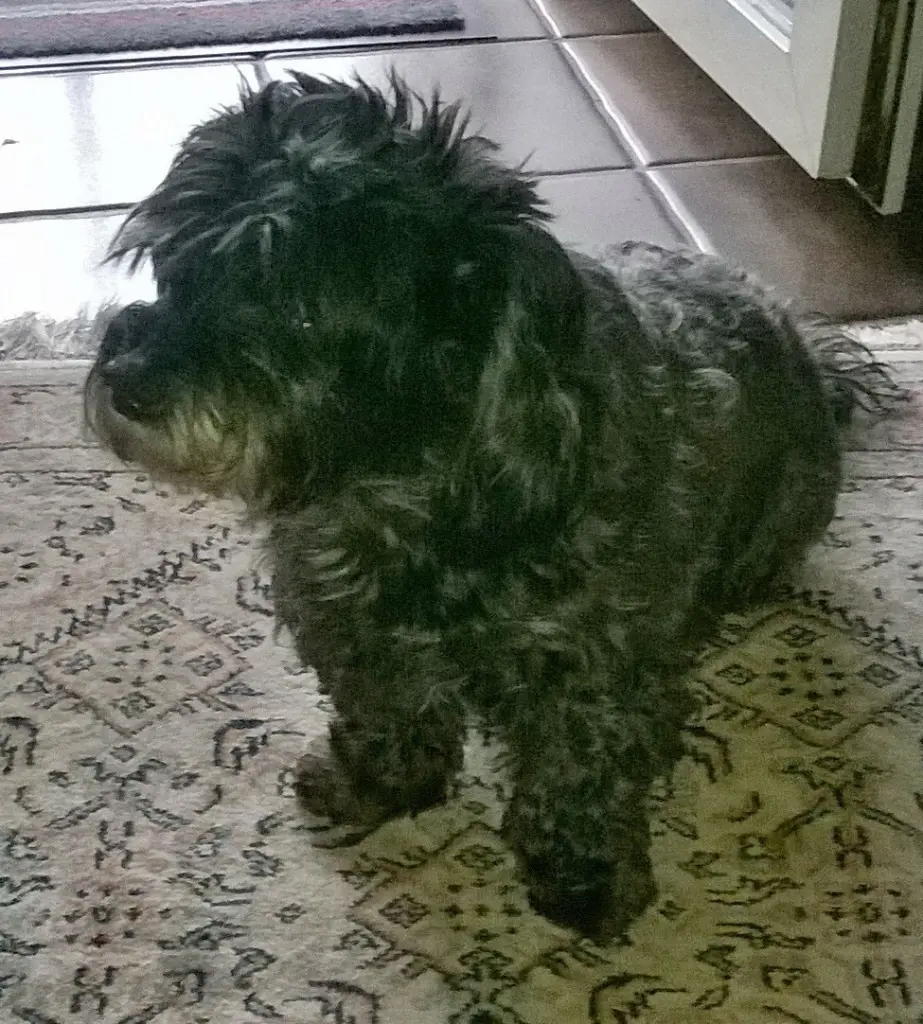 Condolence image of Fiby ❤️