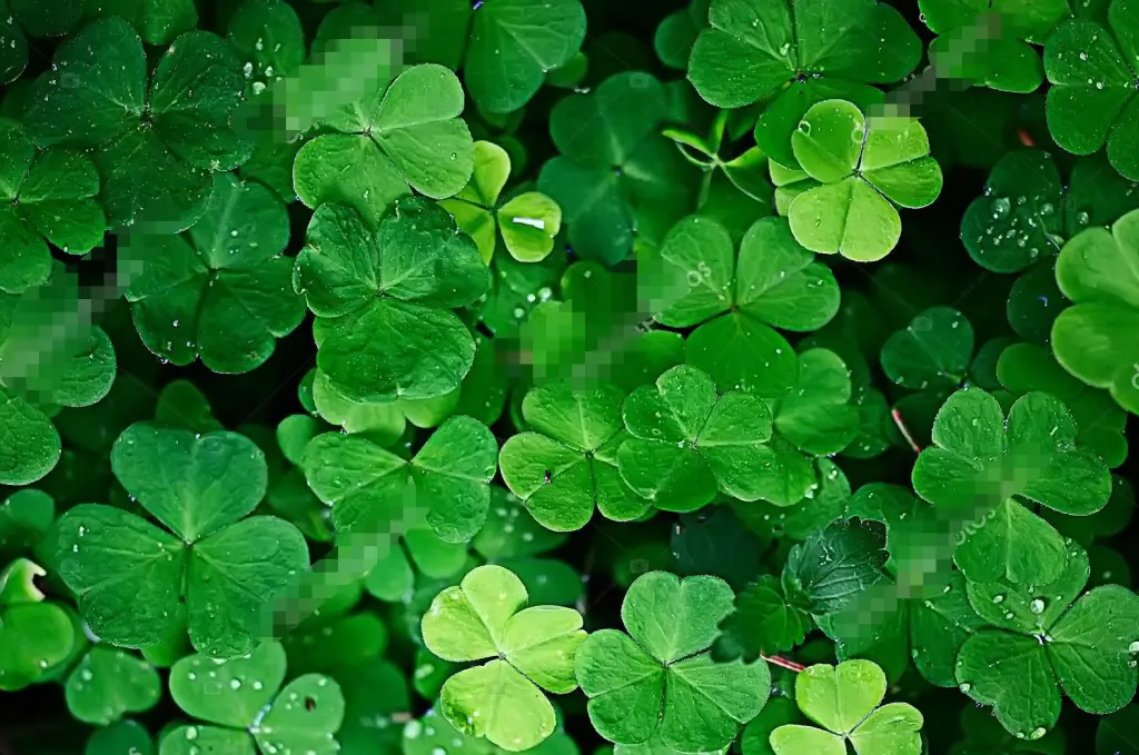 Condolence image of Snowy