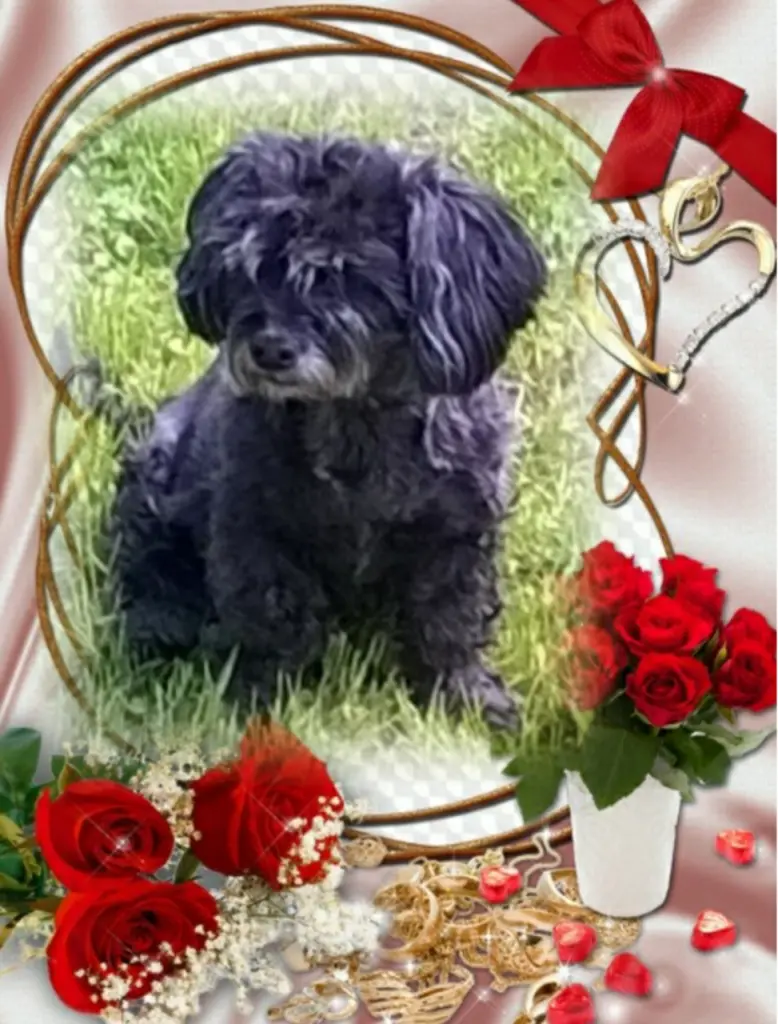 Condolence image of Ewa und Krzysztof mit Jacki tief im Herzen ❤