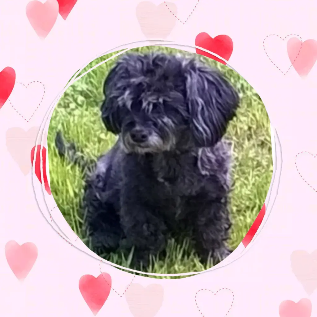 Condolence image of Ewa und Krzysztof mit Jacki tief im Herzen ❤