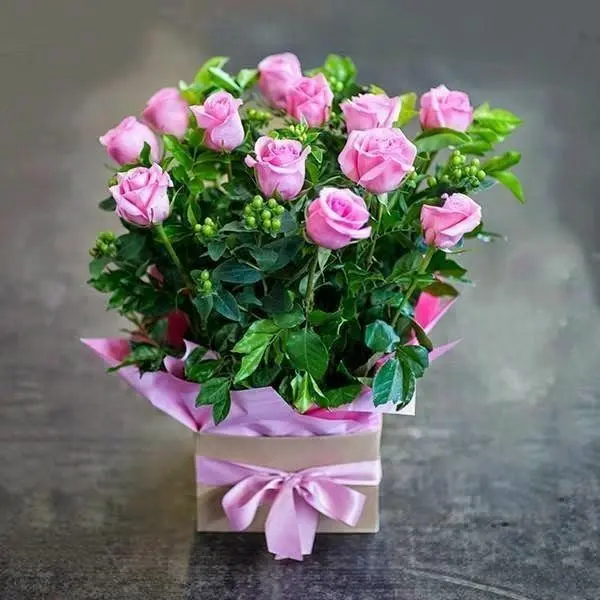 Condolence image of Martina mit Samy ♥️⭐♥️ für immer im Herzen 