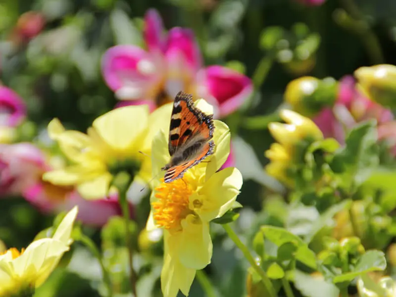 Condolence image of Fiby  ❤️