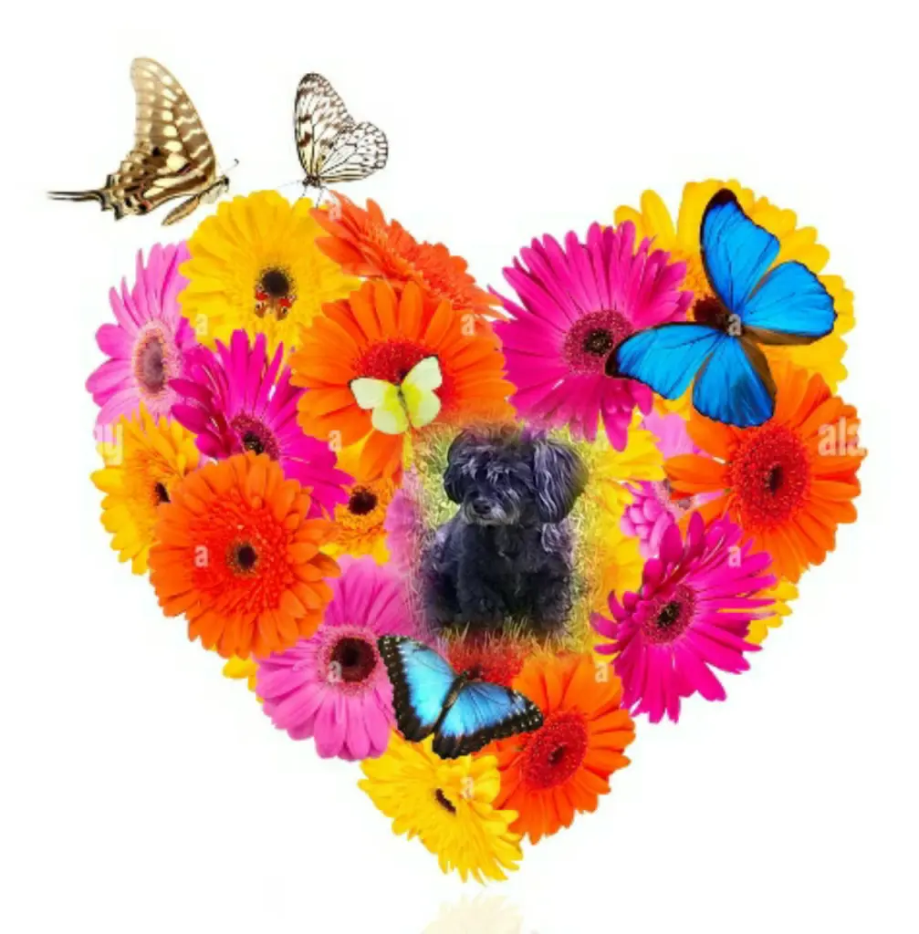 Condolence image of Ewa und Krzysztof mit Jacki tief im Herzen ❤