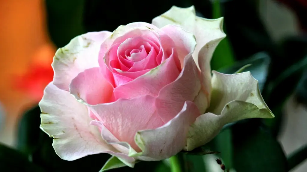 Condolence image of Ina Erberich