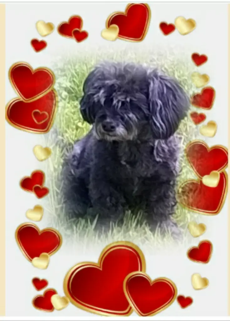 Condolence image of Ewa und Krzysztof mit Jacki tief im Herzen❤