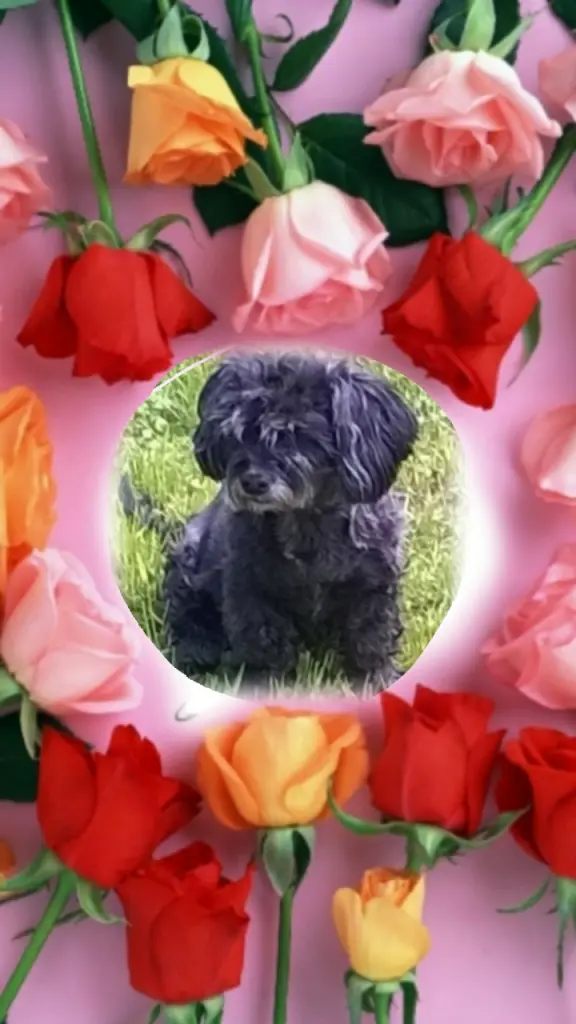 Condolence image of Ewa & Krzysztof mit Jacki tief im Herzen❤