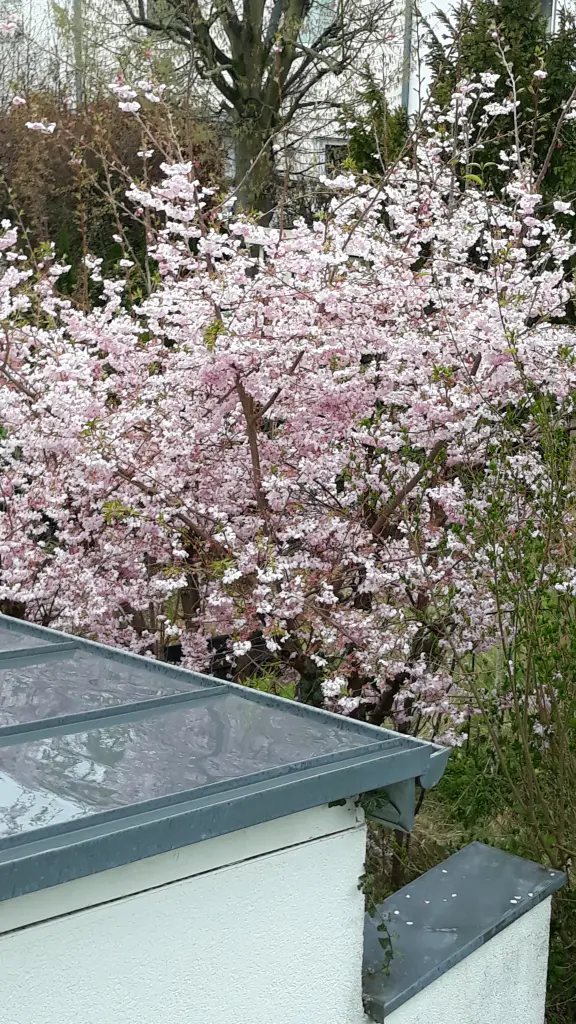 Condolence image of Martina mit Seelenhund Samy ♥️⭐♥️