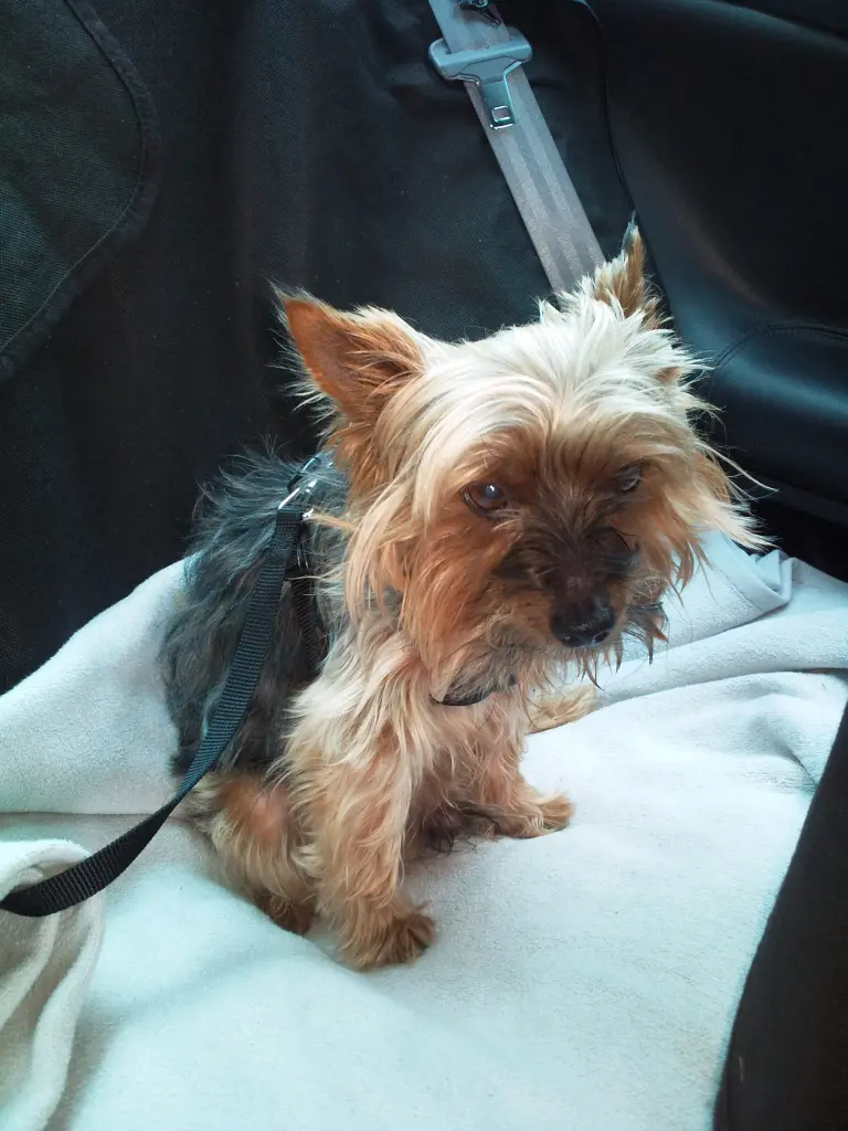 Condolence image of Manuela mit Seelenhund Flick