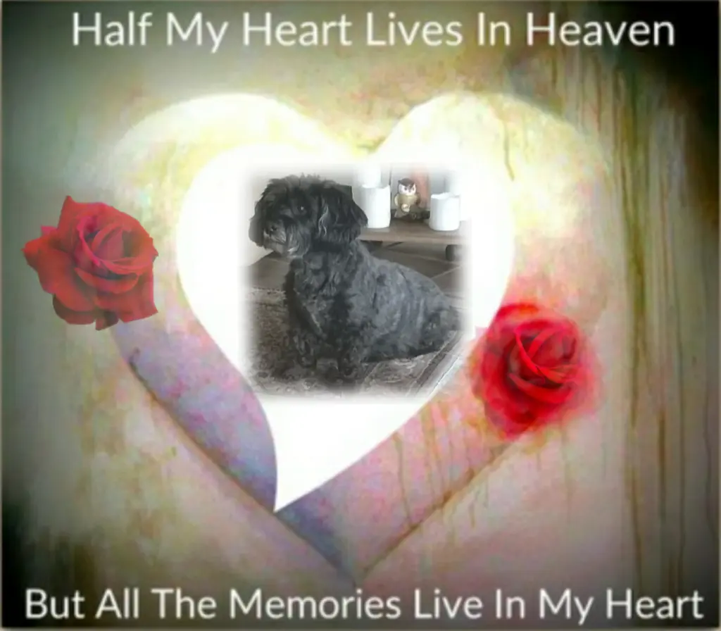 Condolence image of Ewa & Krzysztof mit Jacki tief im Herzen ❤