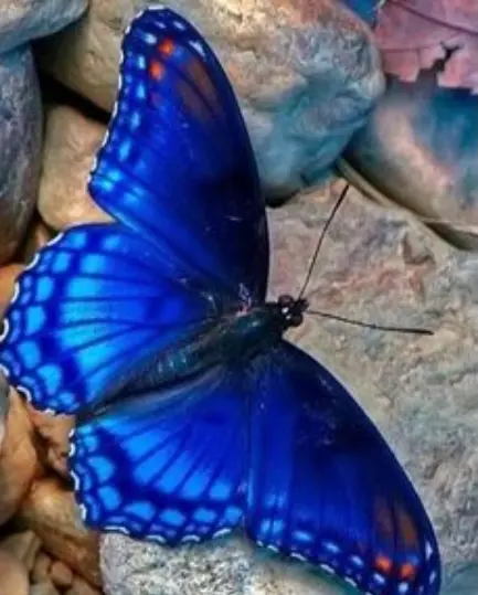 Condolence image of Von Samy ♥️⭐♥️ für Fiby ♥️⭐♥️