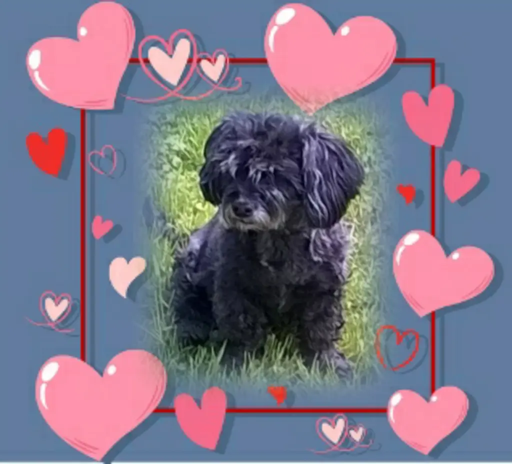 Condolence image of Ewa & Krzysztof mit Jacki tief im Herzen ❤