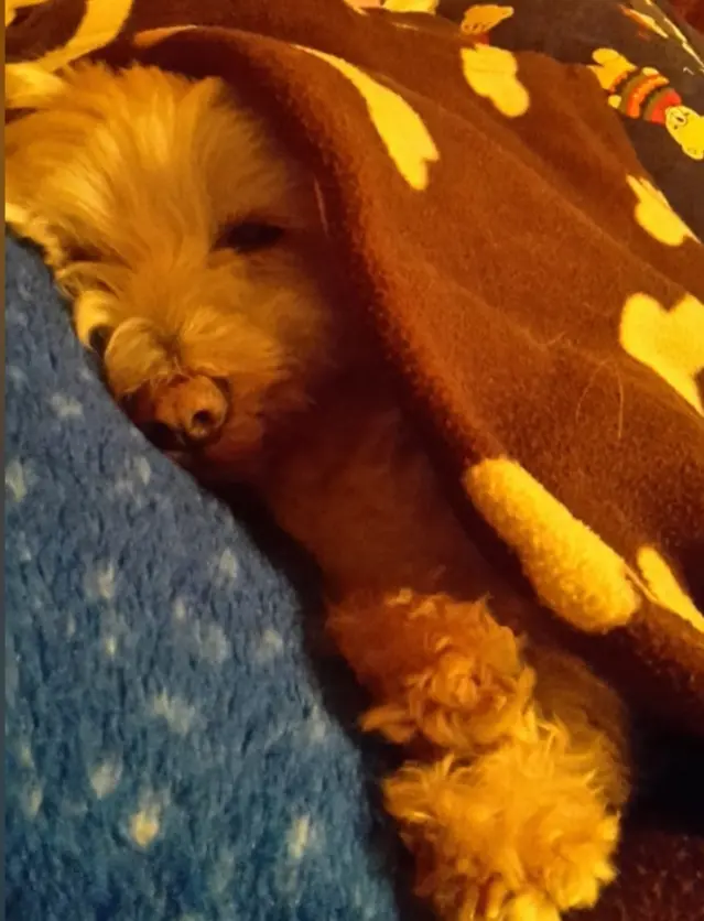 Condolence image of Von Samy ♥️⭐♥️ für Fiby ♥️⭐♥️