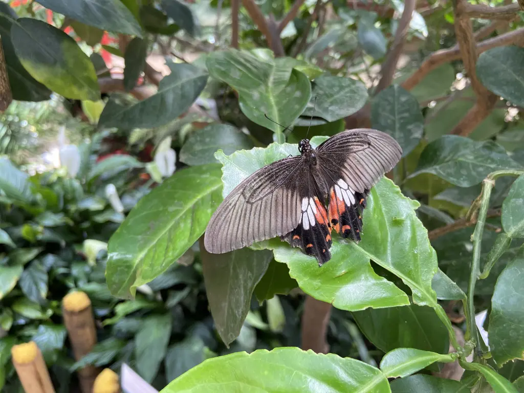 Condolence image of einen lieber Gruß zum Sonntag