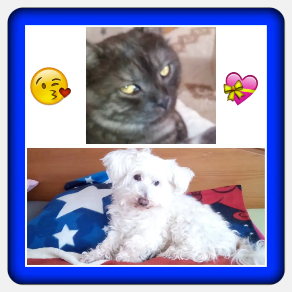 Condolence image of Martina mit Seelenhund Samy ♥️⭐♥️ für immer im Herzen 