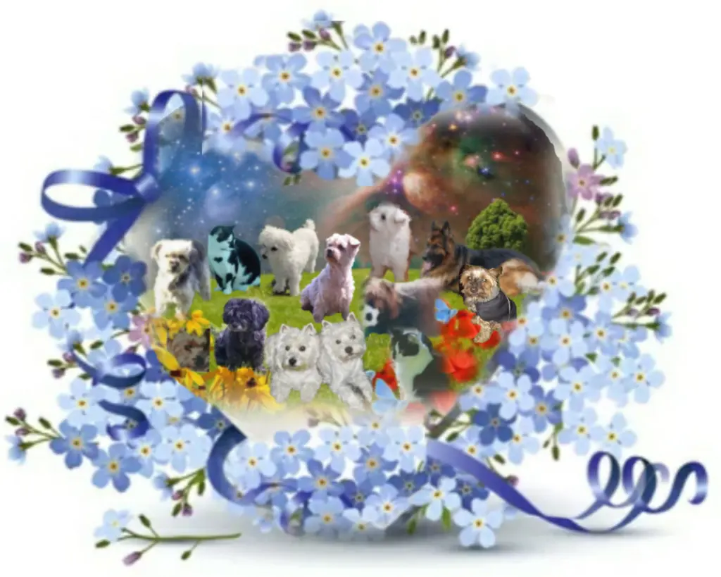 Condolence image of ❤Vergissmeinnicht❤