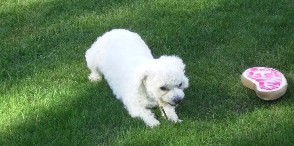 Condolence image of Snowy 