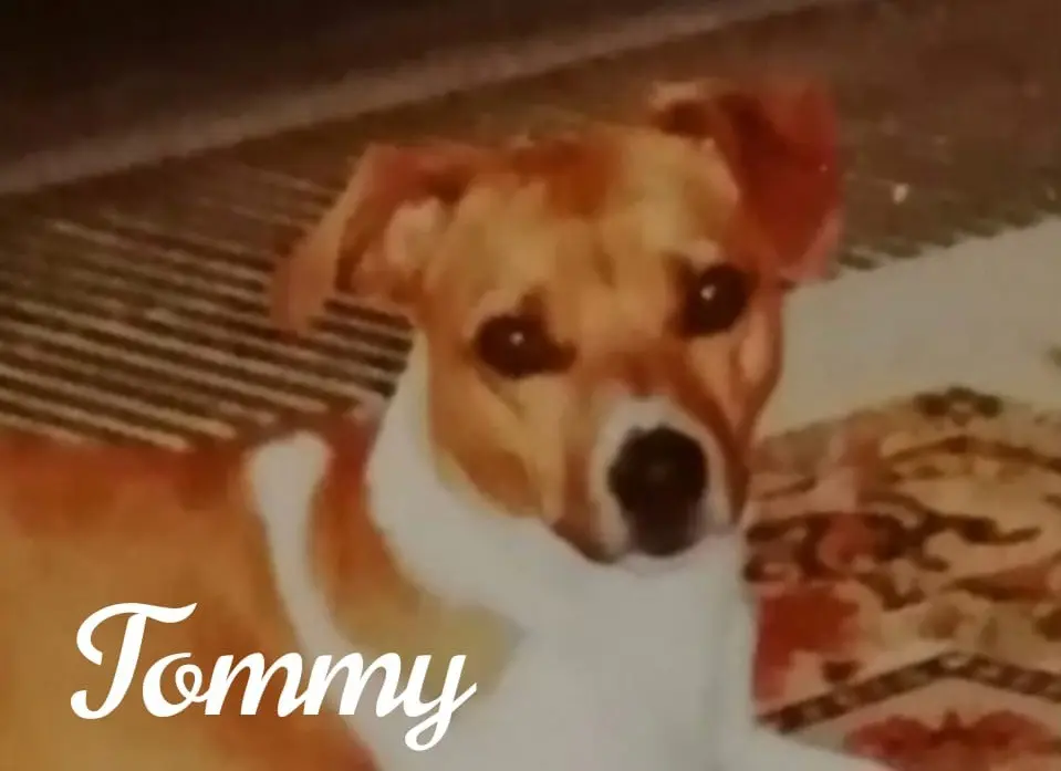 Condolence image of Tommy ❤️