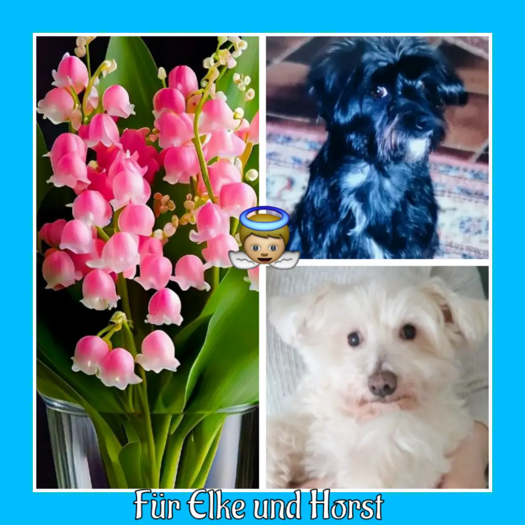 Condolence image of Von Fiby ♥️⭐♥️ und Samy ♥️⭐♥️