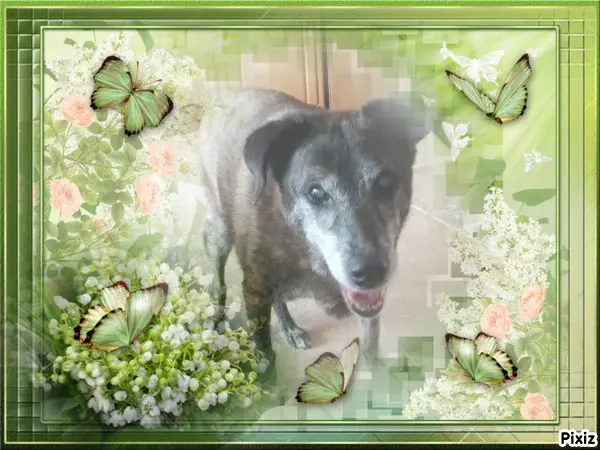 Condolence image of Gabi mit Max gest.20.11.2020❣️