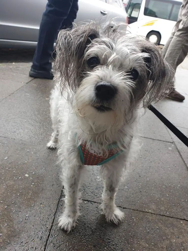 Condolence image of Regina mit Shila im Herzen ❤️ 