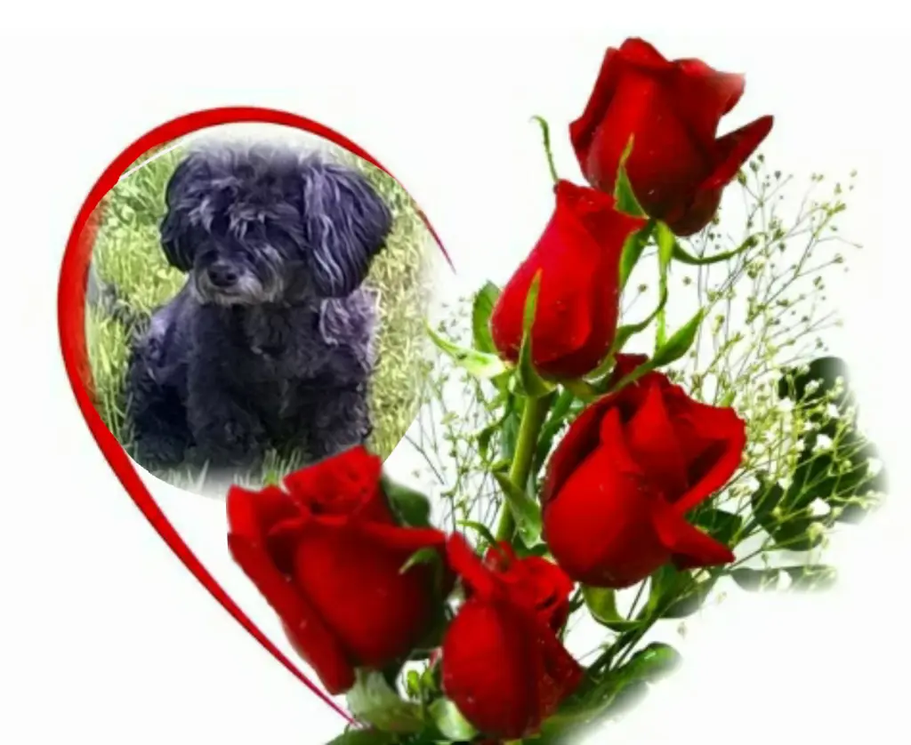 Condolence image of Ewa & Krzysztof mit Jacki tief im Herzen ❤