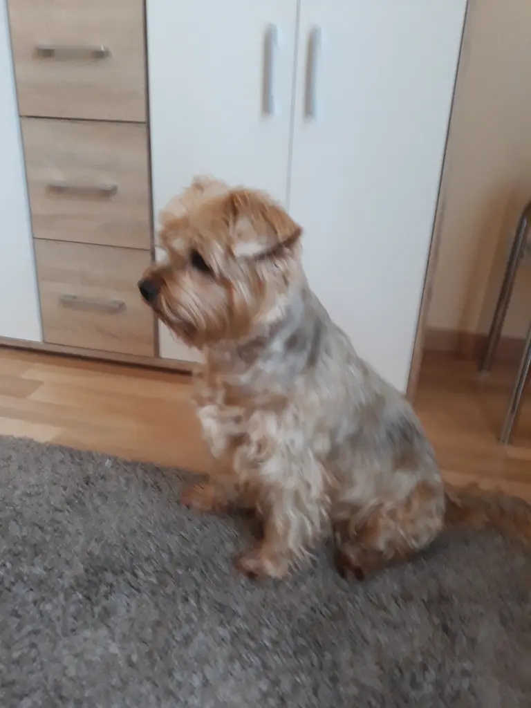 Condolence image of Ewa & Krzysztof mit Jacki tief im Herzen❤