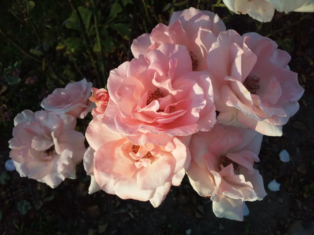 Condolence image of Manuela mit Seelenhund Flick