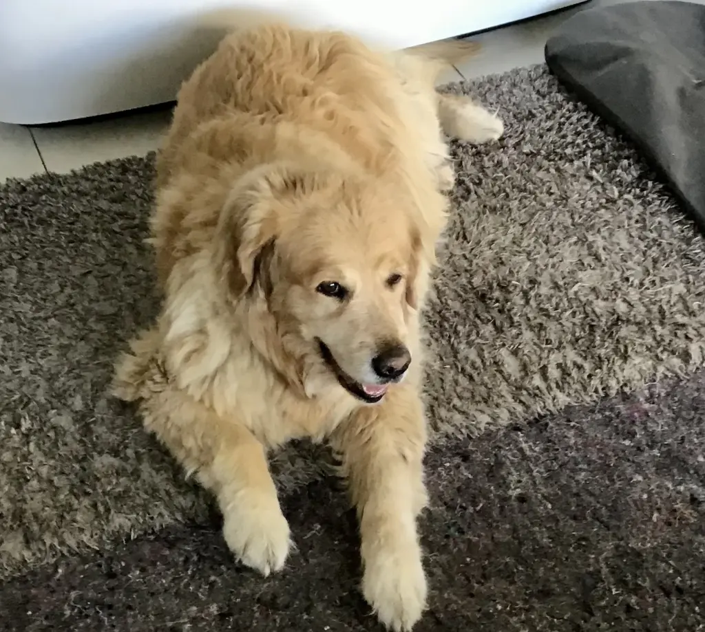 Condolence image of Angelika m.Luna v.❤️