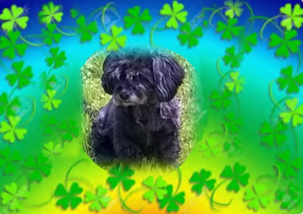 Condolence image of Ewa & Krzysztof mit Jacki tief im Herzen ❤