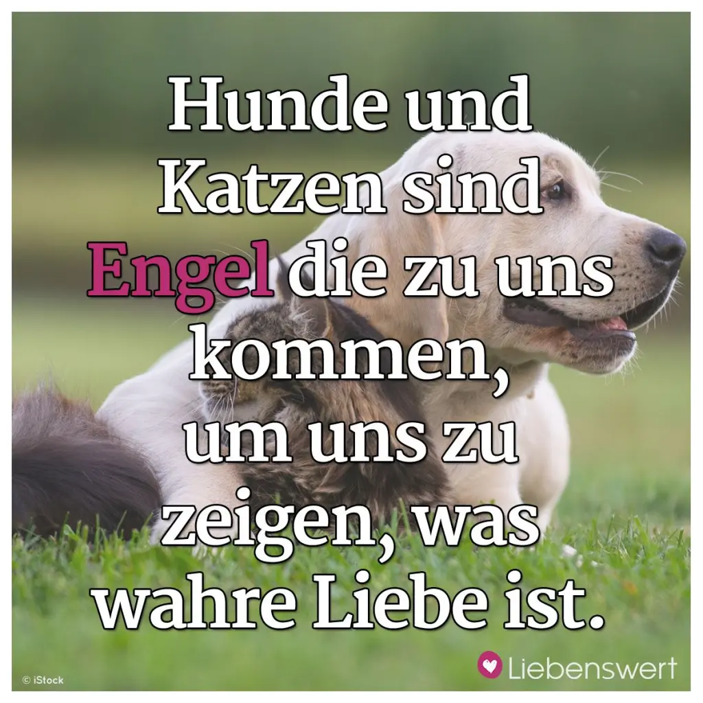 Condolence image of für Tyson ❤️