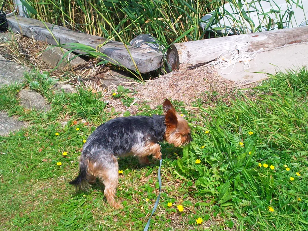 Condolence image of Manuela mit Seelenhund Flick