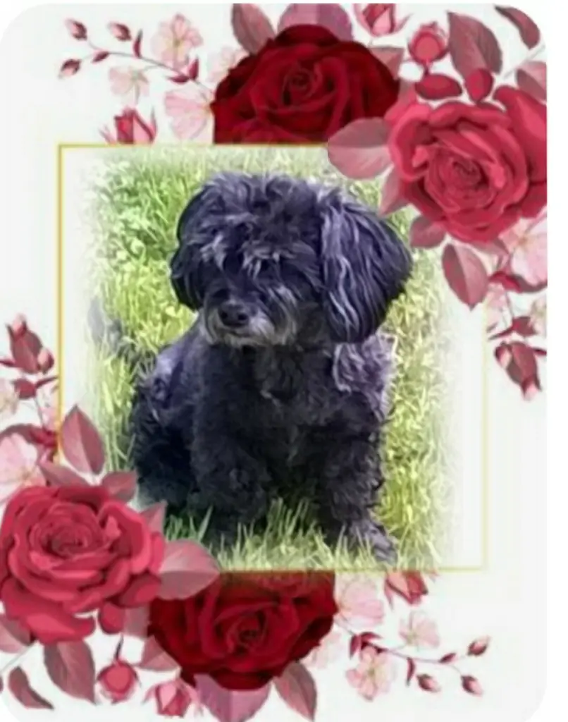 Condolence image of Ewa & Krzysztof mit Jacki tief im Herzen ❤