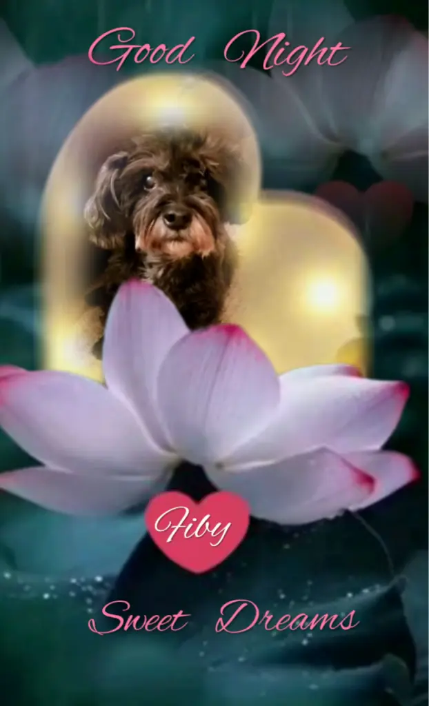 Condolence image of Ewa & Krzysztof mit Jacki tief im Herzen ❤