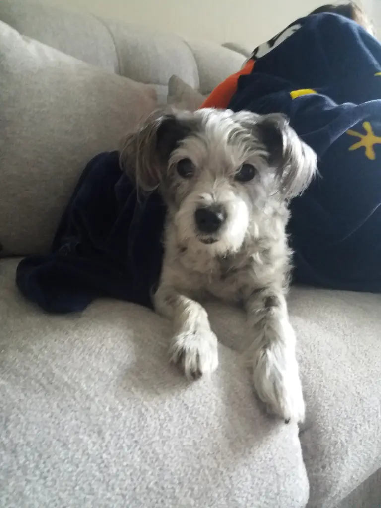 Condolence image of Regina mit Shila im Herzen ❤️ 