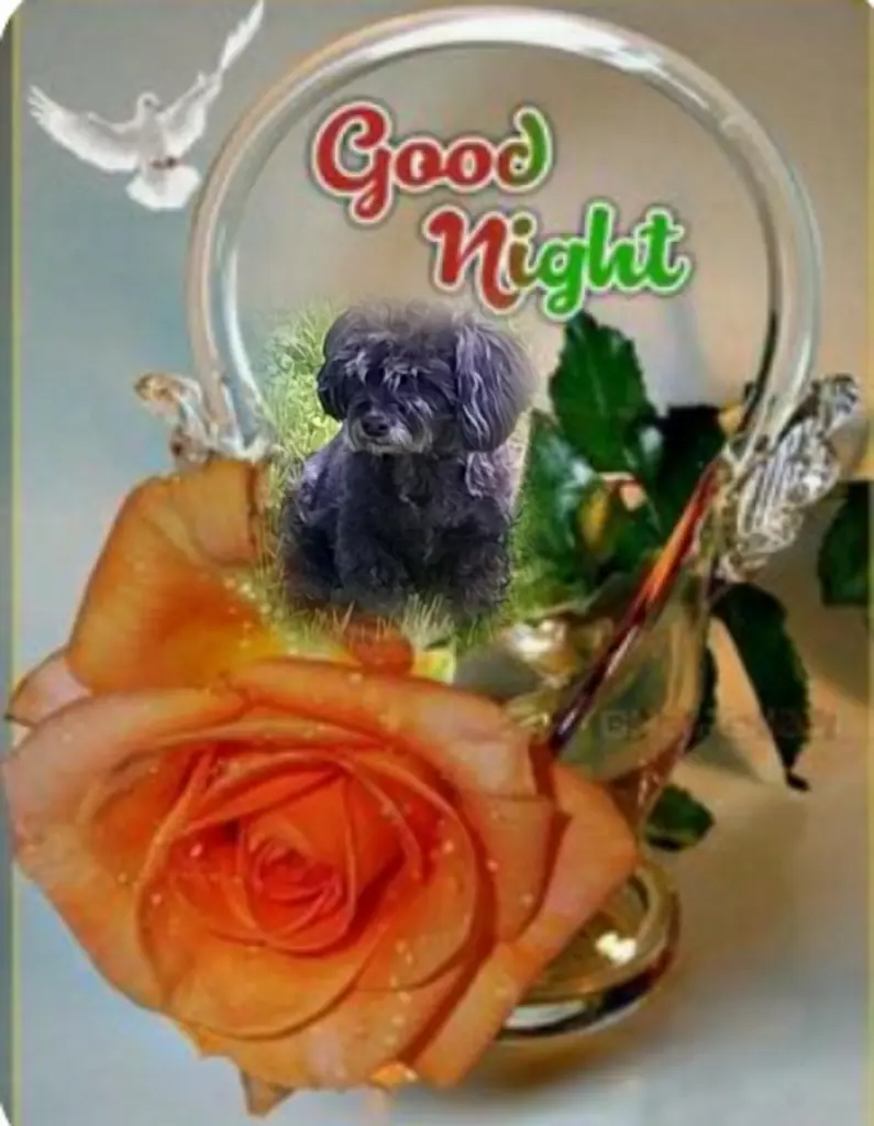 Condolence image of Ewa & Krzysztof mit Jacki tief im Herzen ❤