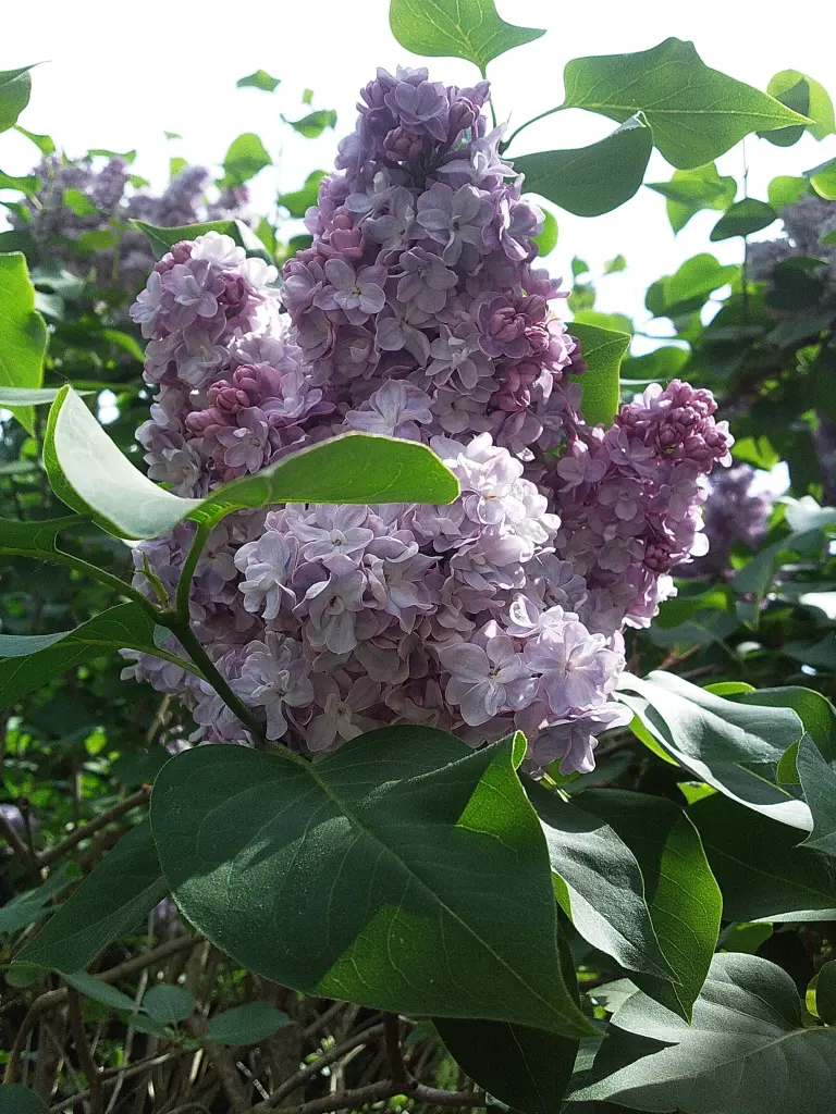Condolence image of Manuela mit Seelenhund Flick