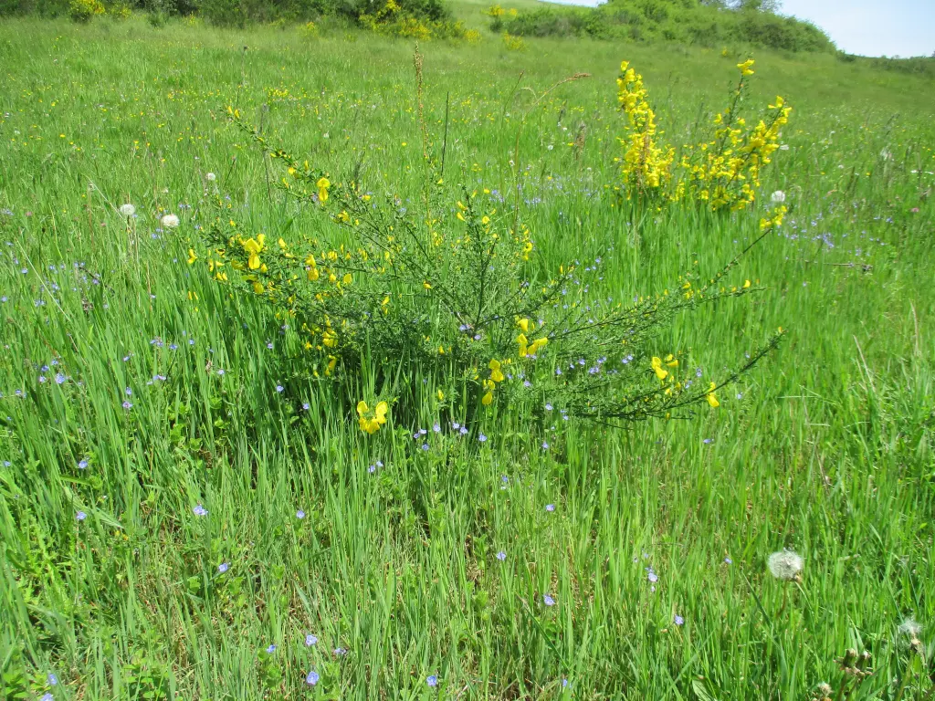 Condolence image of Für Fiby