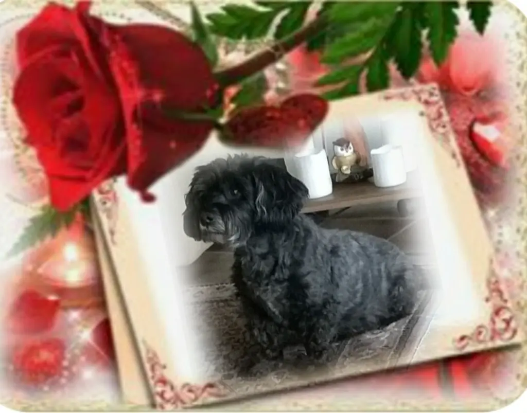 Condolence image of Ewa & Krzysztof mit Jacki tief im Herzen ❤