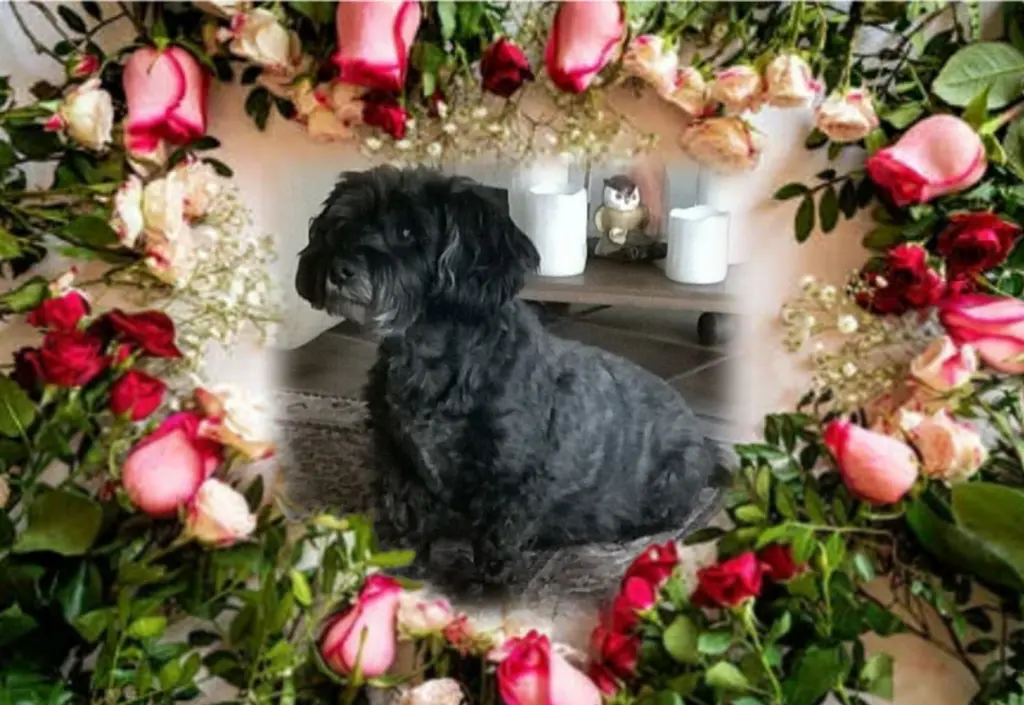 Condolence image of 32 Monate ohne Dich Fiby❤ 