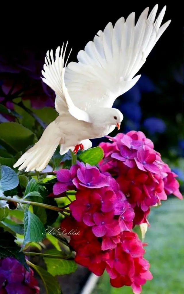 Condolence image of Martina mit Seelenhund Samy ♥️⭐♥️ für immer im Herzen 