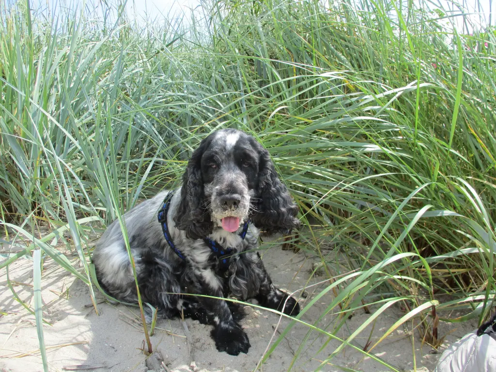 Condolence image of Gerda mit Bonita tief im Herzen