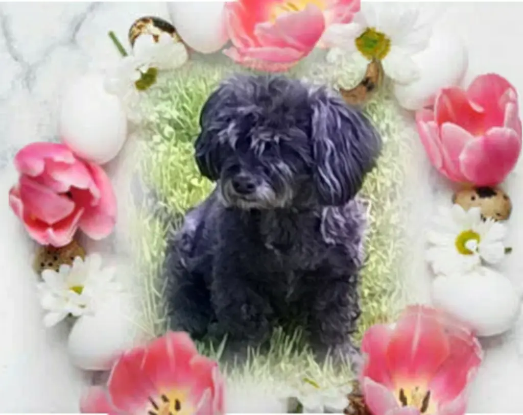 Condolence image of Ewa & Krzysztof mit Jacki tief im Herzen ❤