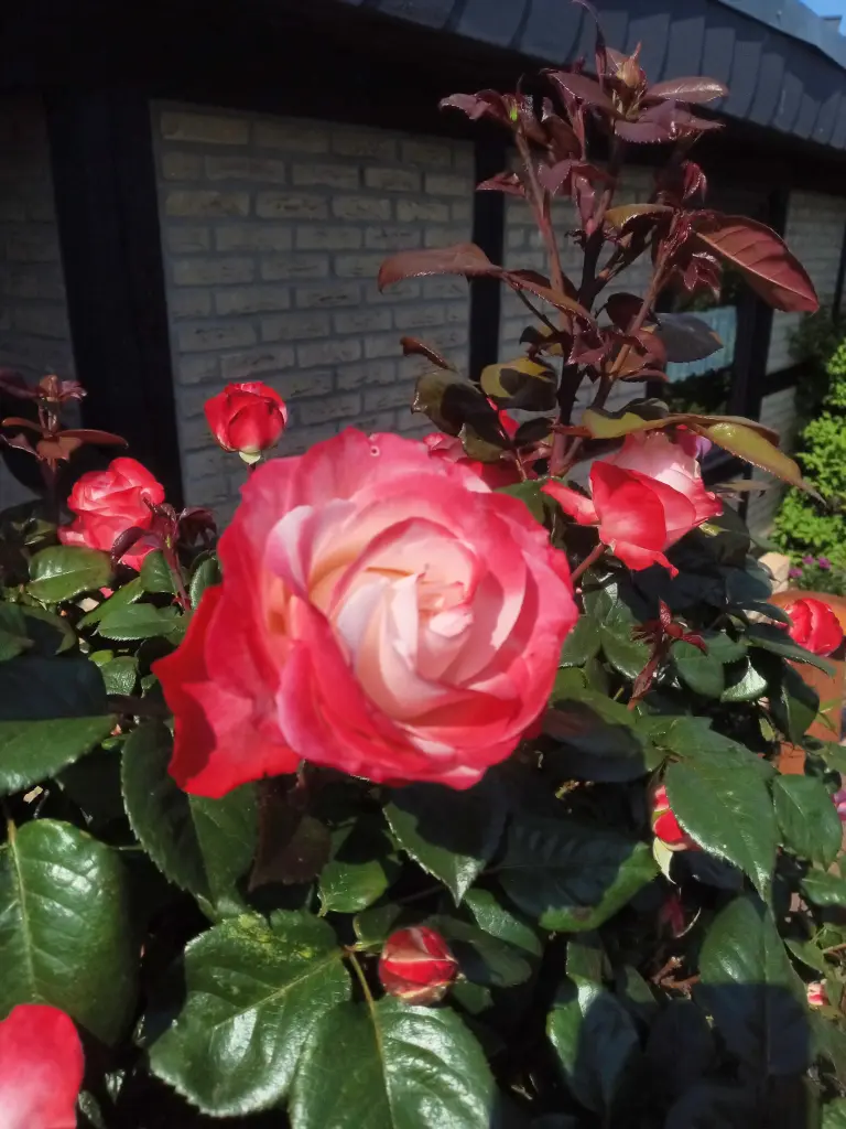 Condolence image of Mami für Fiby ❤️