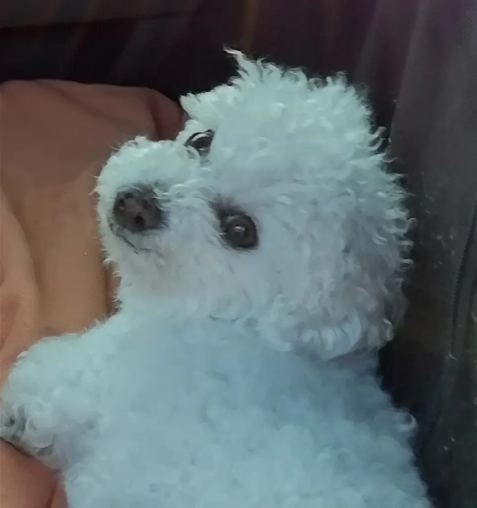 Condolence image of Snowy ❤️