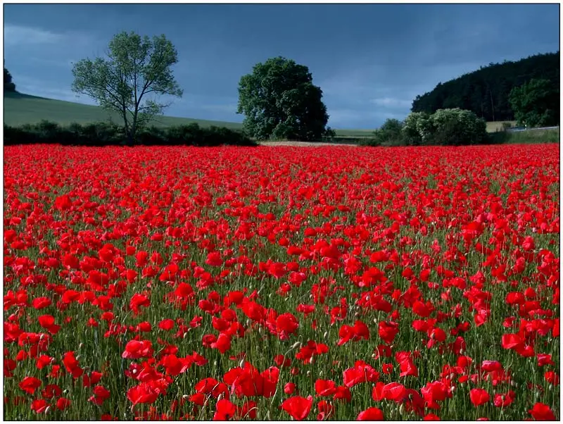 Condolence image of Fiby für Snowy ❤️