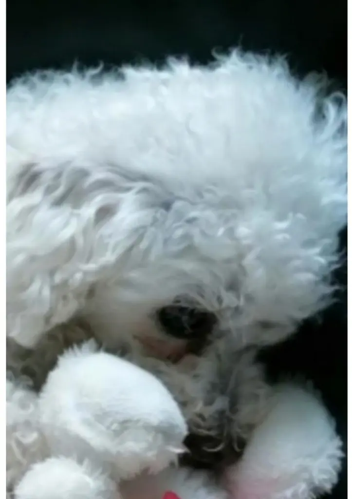 Condolence image of Snowy ❤️