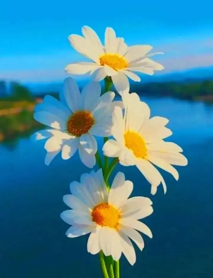 Condolence image of ❤️