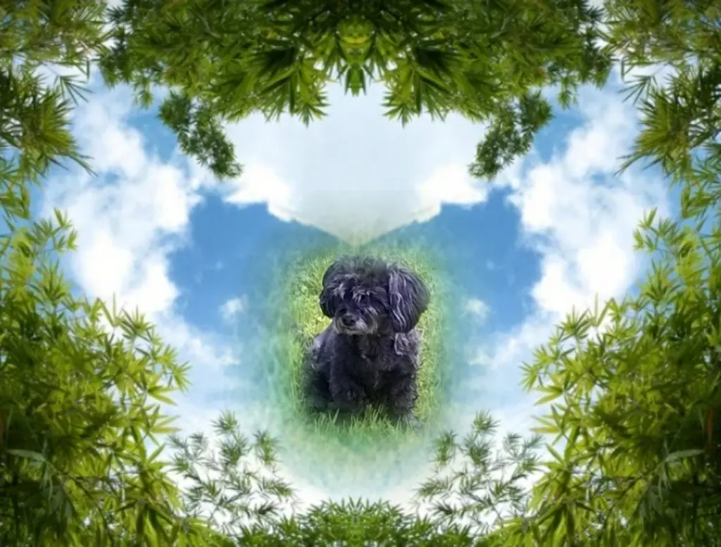 Condolence image of Fiby❤geliebt❤ und unvergessen❤ 