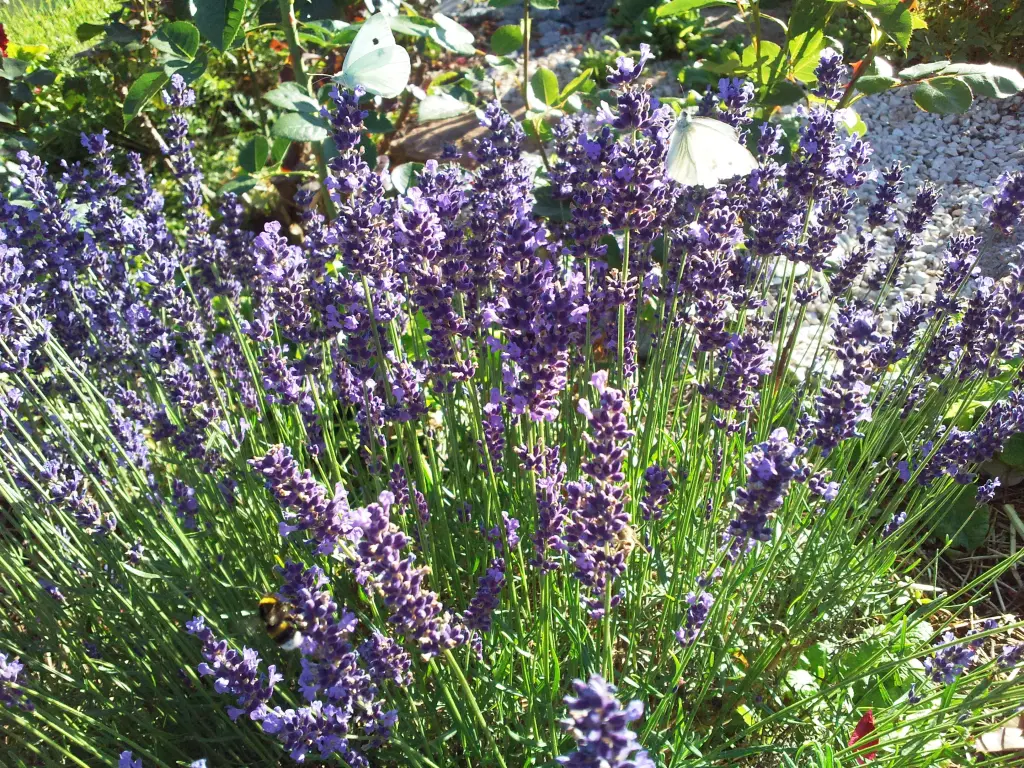 Condolence image of Manuela mit Seelenhund Flick