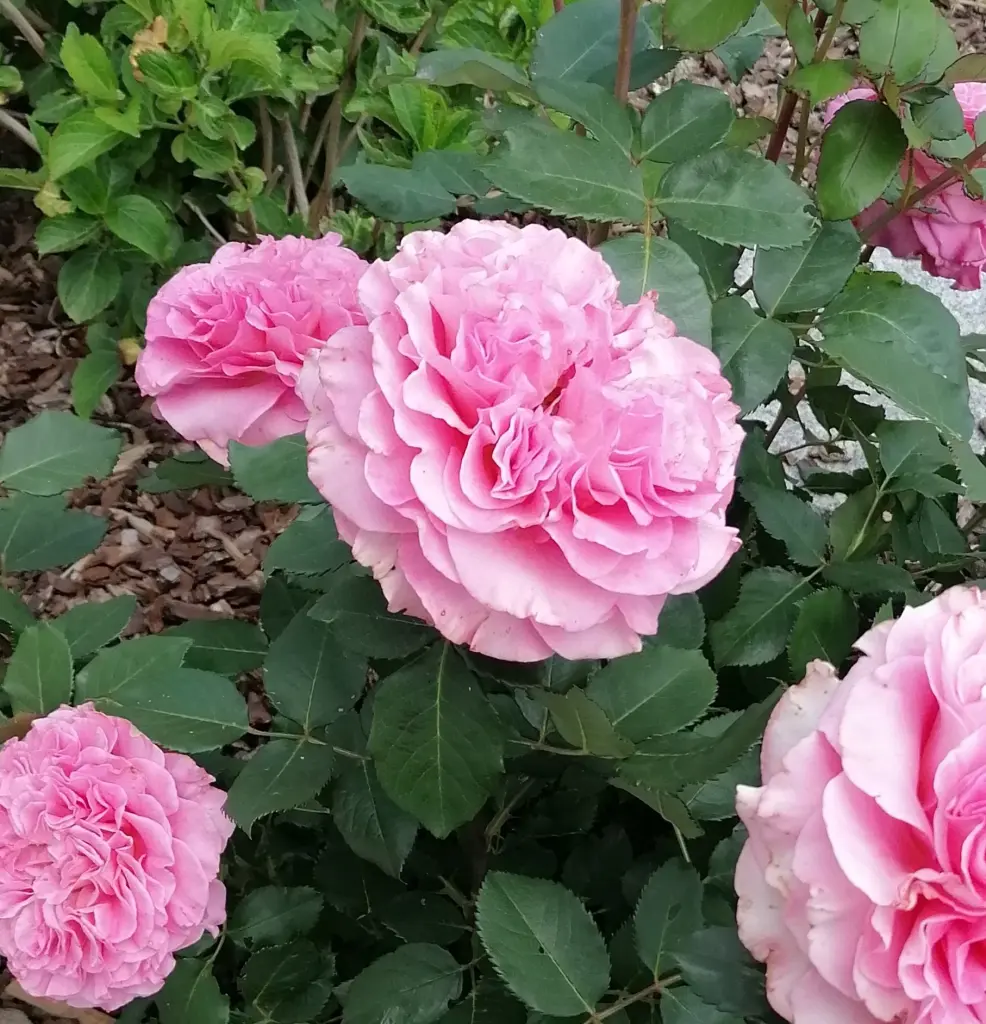 Condolence image of Snowy ❤️